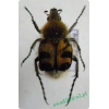 Trichius fasciatus (Linnaeus, 1758)
